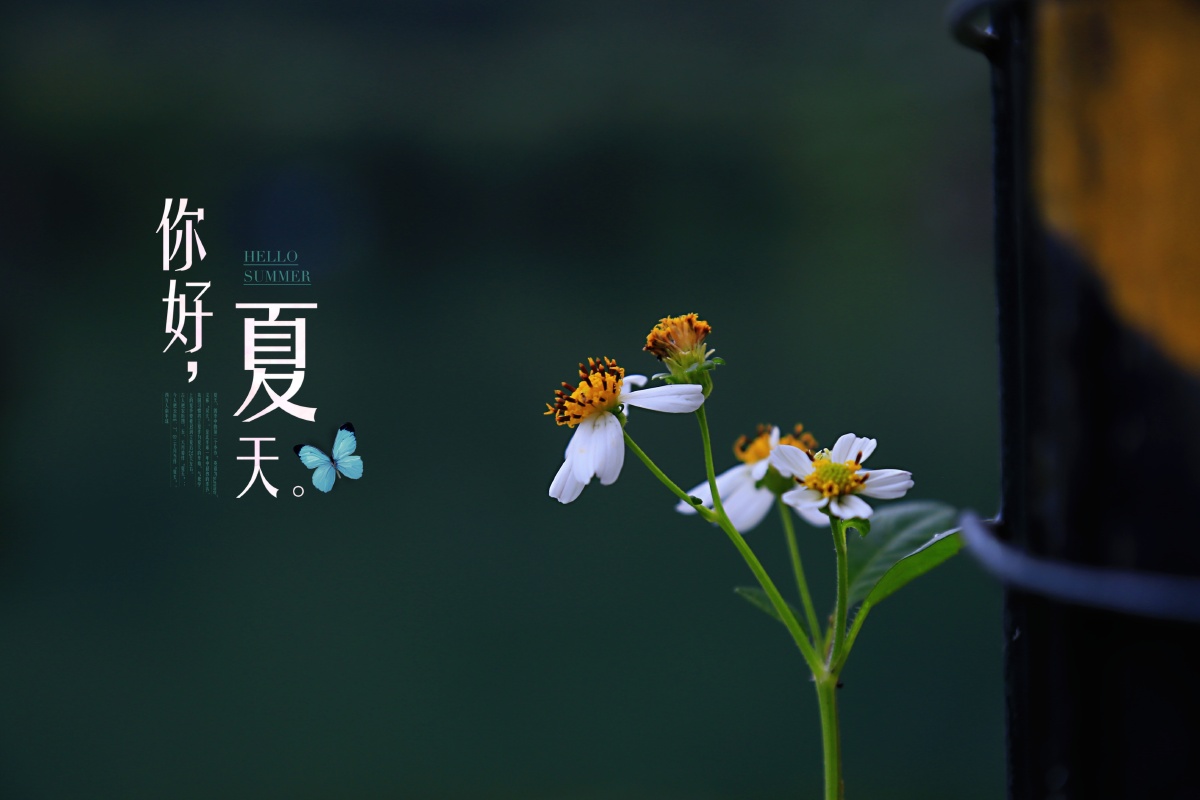 你好夏天