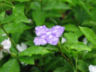雨后无名花