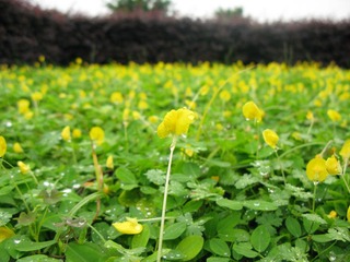 雨后鸡蛋花