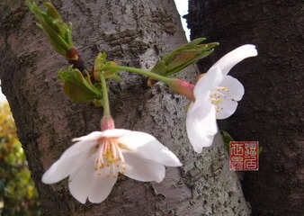 春之花0002