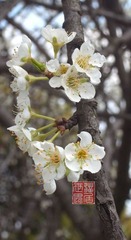 春之花0004
