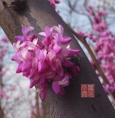 春之花0005