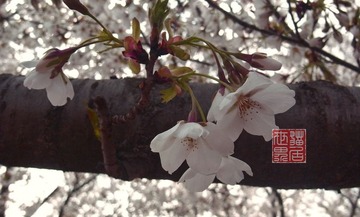 春之花0008