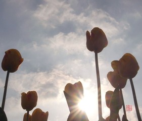 春之花0013