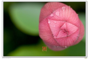 荷纹1696.jpg