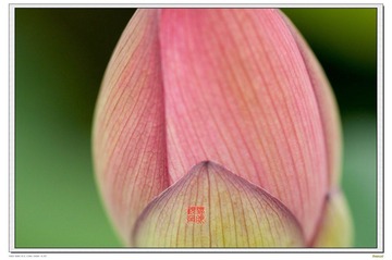 荷纹1699.jpg