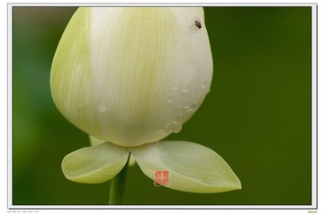 荷纹1700.jpg