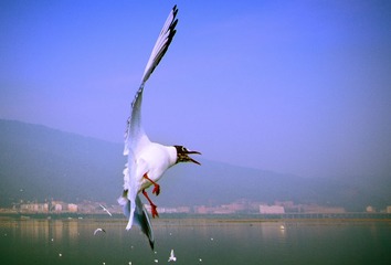 昆明春天－－海埂大坝23JPG