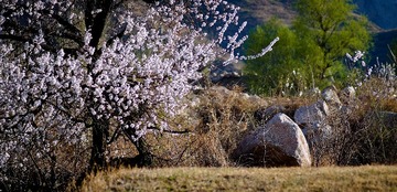 原乡四月－－山野31