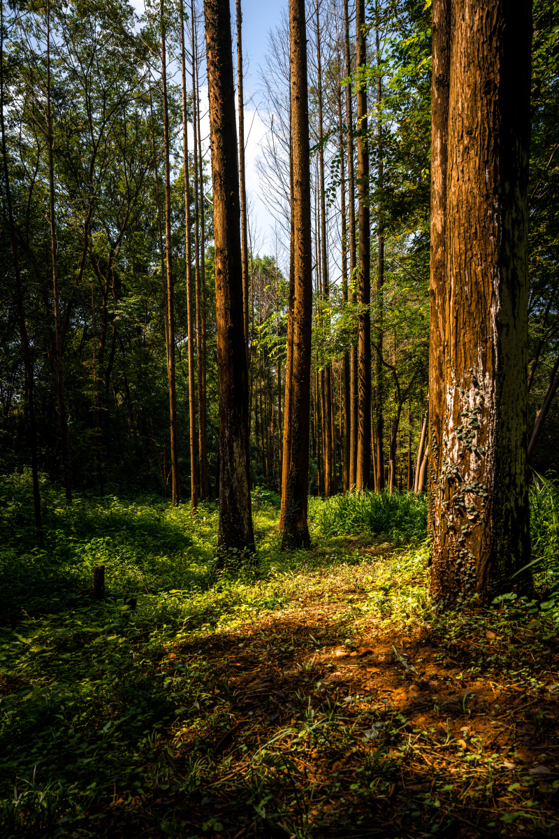 南京紫金山下的林间高树