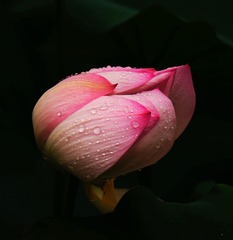 醉美.jpg