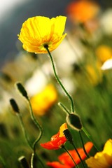 IMG_2279.jpg