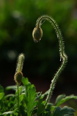 IMG_2310.jpg