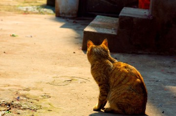 猫猫