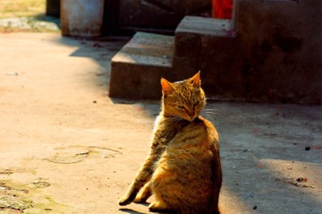 猫猫