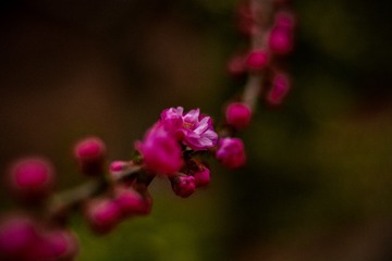 花开了