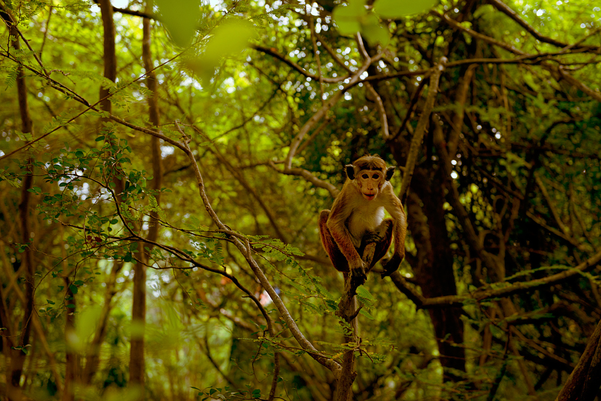 斯里兰卡人文纪实