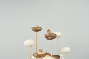 mushrooms033
