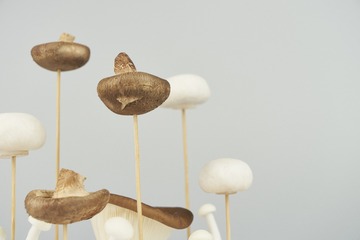 mushrooms032