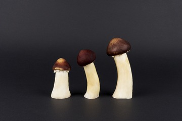 mushrooms040