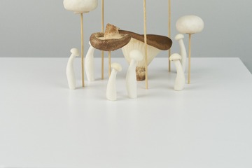 mushrooms035