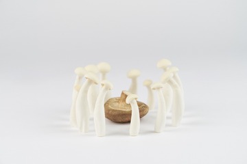 mushrooms013