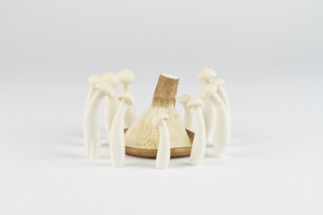 mushrooms017
