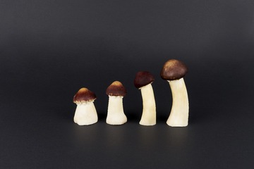 mushrooms038