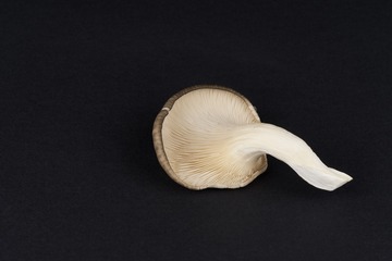 mushrooms046