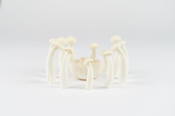 mushrooms016
