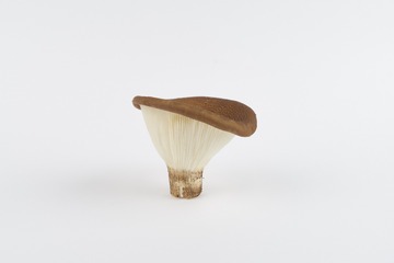 mushrooms019
