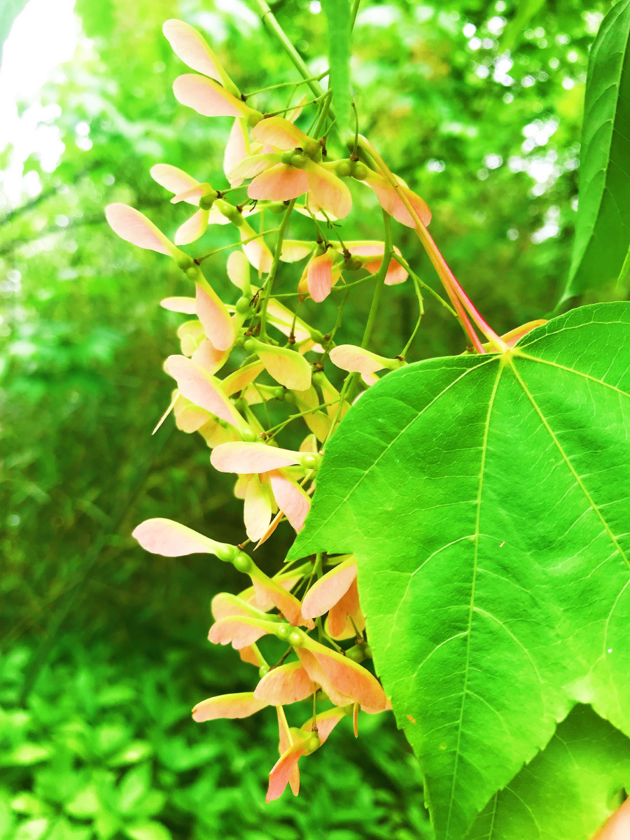 公园里的飞蛾槭 - 艾莉儿的旅行日记 - 图虫