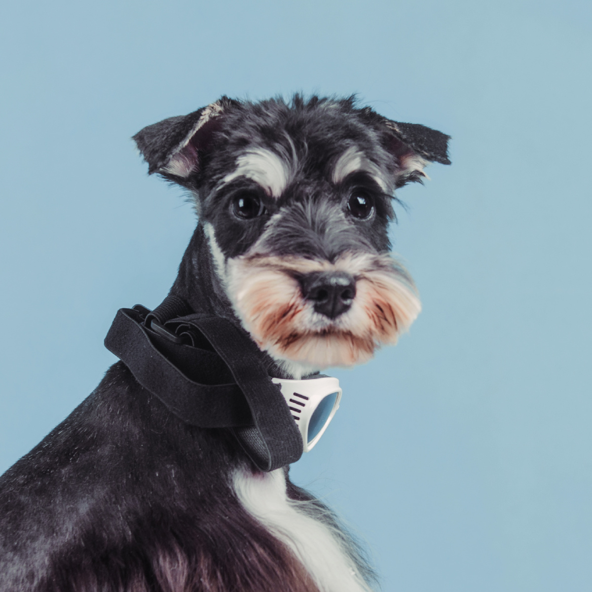 胡子老头雪纳瑞