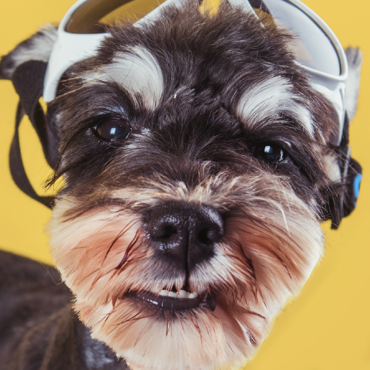 胡子老头雪纳瑞