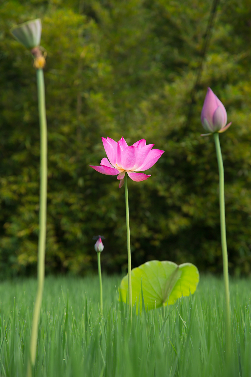 一苞一花一叶一莲蓬