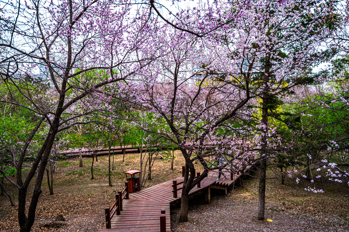 春天的中国长春御花园景观