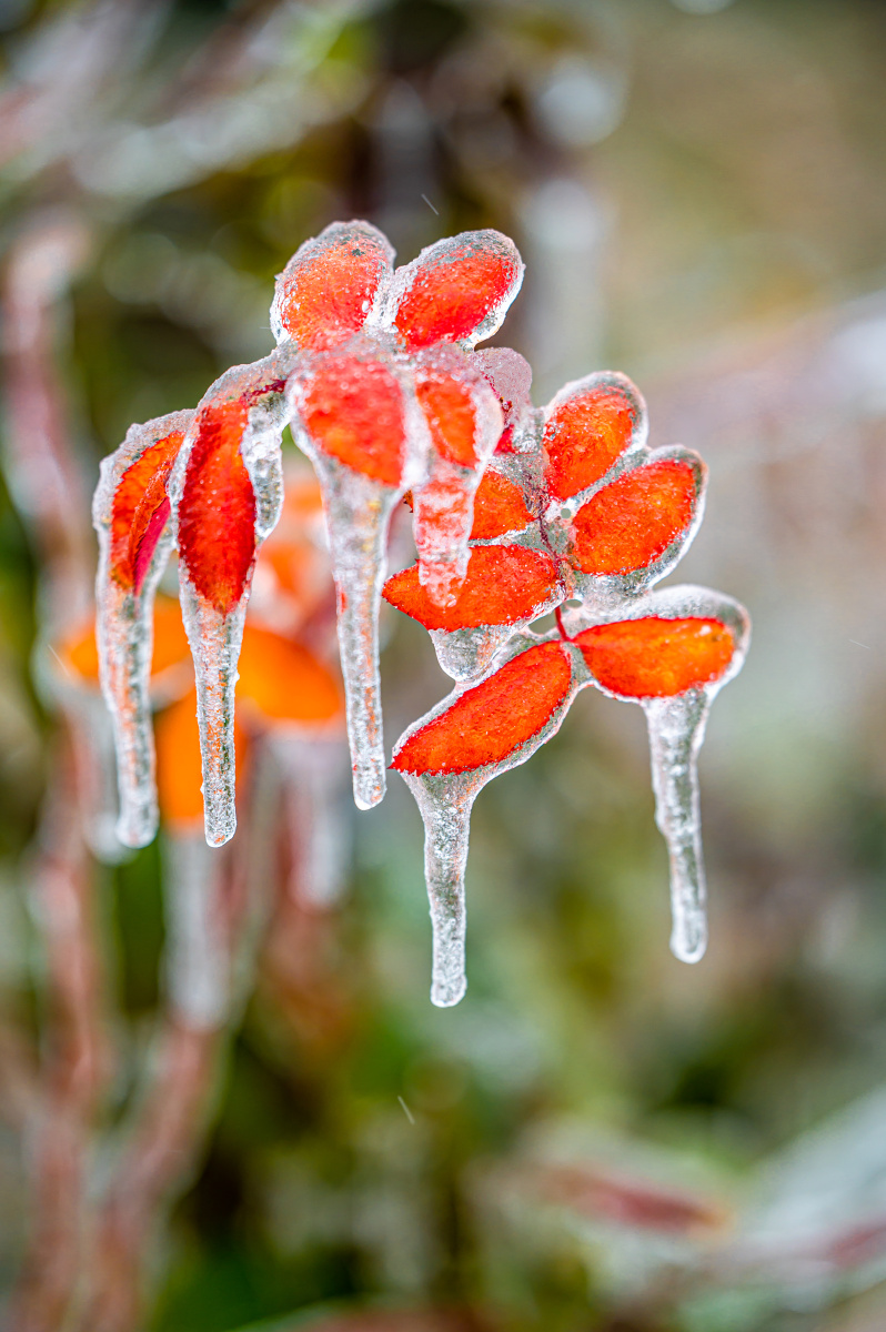 冰雪中的植物千姿百态争芳斗艳