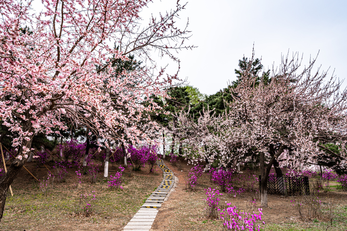 春天的中国长春御花园景观