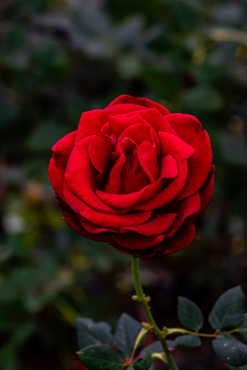 玫瑰花