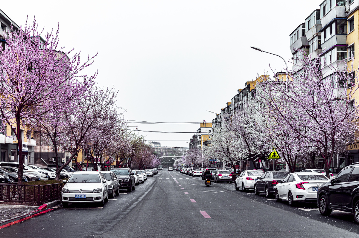 桃花盛开的中国长春市街道景观