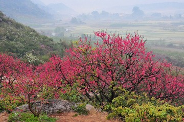 1-2 在那桃花盛开的地方