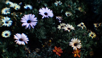 A0706E89-3ACD-4C58-A228-0F9E84B7BA3E/L0/001