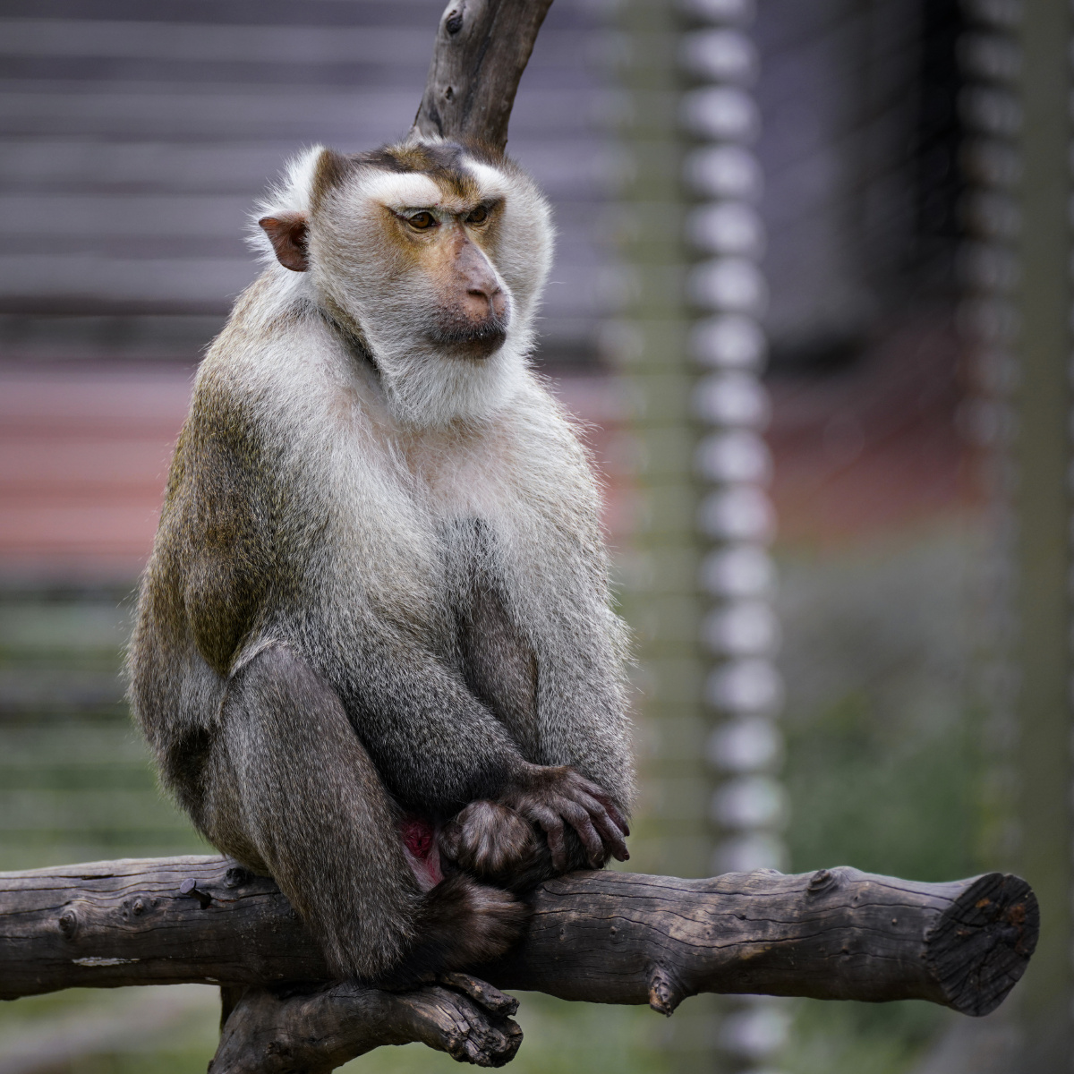 广州动物园 | 猴子 - 行摄点点 - 图虫