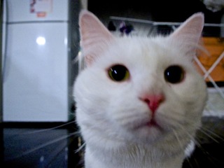 饺子