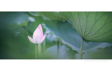 DSC_8565-1