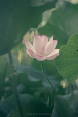 DSC_8616-1
