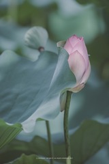 DSC_8511-1