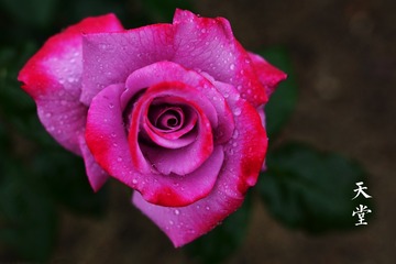 A85D805F-1919-4696-90CC-8DB9EC05054D/L0/001