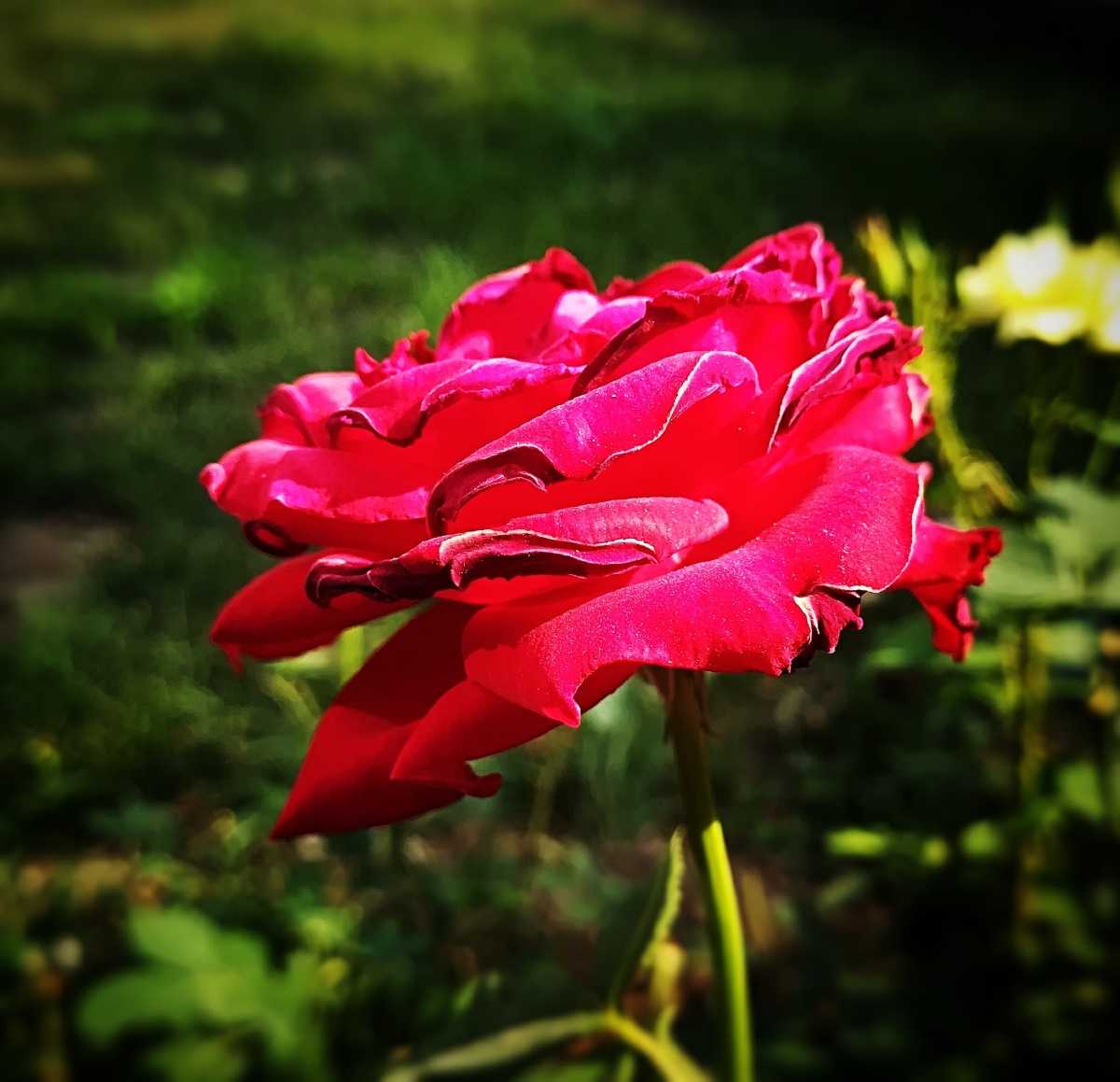 花红叶绿 - ls74101 - 图虫网 - 优质摄影师交流社区