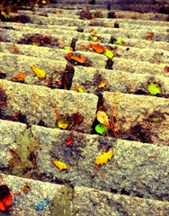 DSC_0454_Fotor
